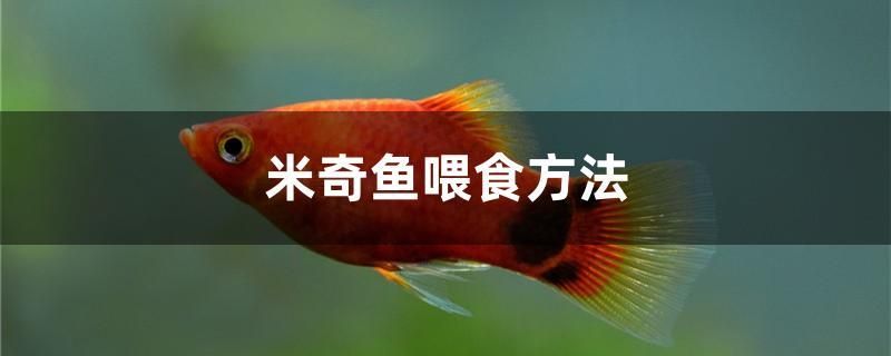 米奇魚喂食方法 南美異型魚