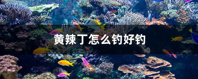 黃辣丁怎么釣好釣 過背金龍魚