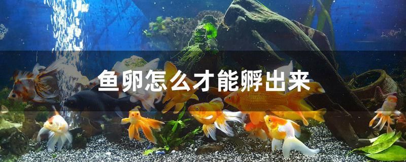 魚卵怎么才能孵出來 蝴蝶鯉