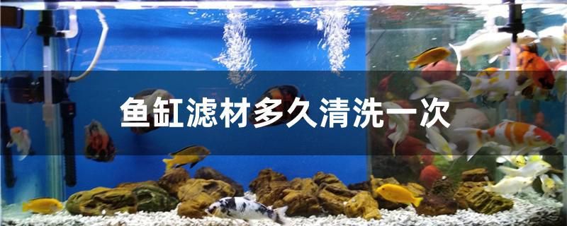 魚缸濾材多久清洗一次 金老虎魚