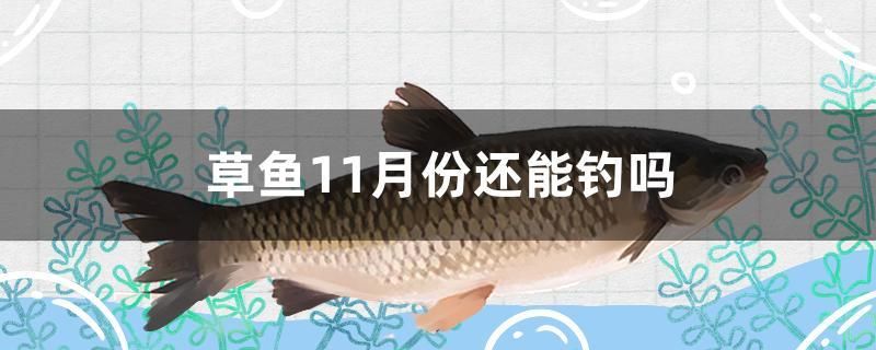 草魚11月份還能釣嗎 飛鳳魚