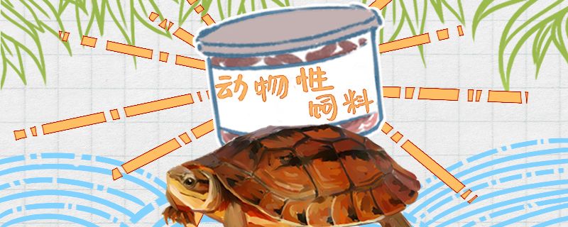 金錢龜吃什么食物最好多久吃一次東西正常 觀賞魚進出口