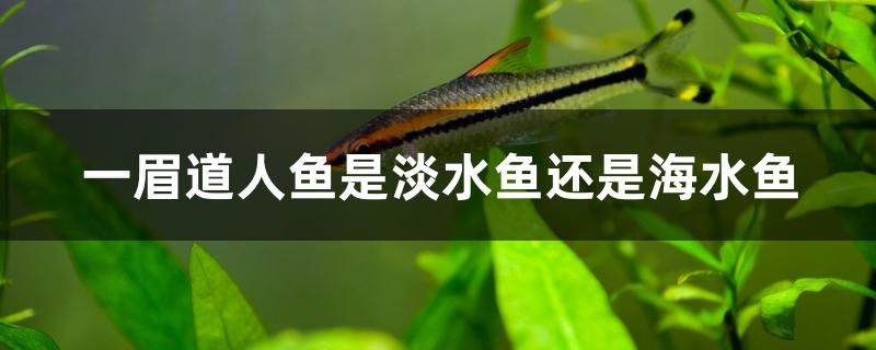 一眉道人魚是淡水魚還是海水魚 七彩神仙魚