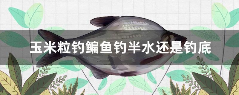 玉米粒釣鳊魚釣半水還是釣底