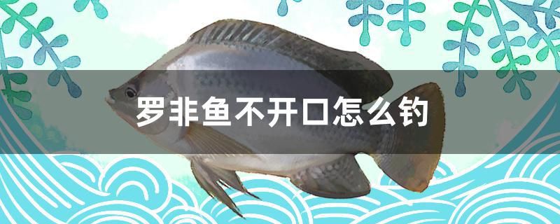 羅非魚(yú)不開(kāi)口怎么釣