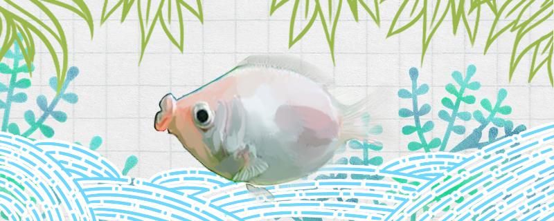 接吻魚吃什么飼料一次喂多少食物 印尼紅龍魚