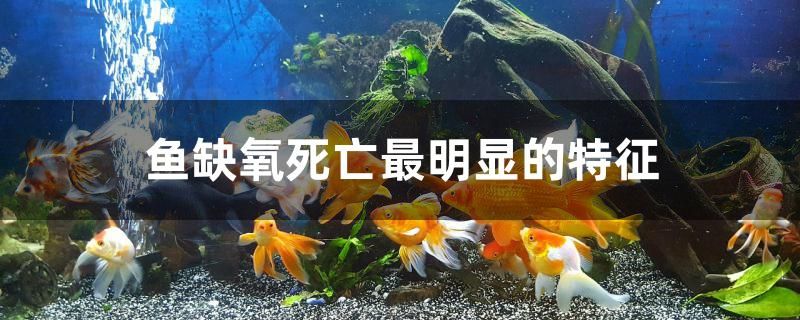 魚缺氧死亡最明顯的特征有哪些 定時(shí)器/自控系統(tǒng)