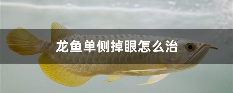 龍魚(yú)單側(cè)掉眼怎么治