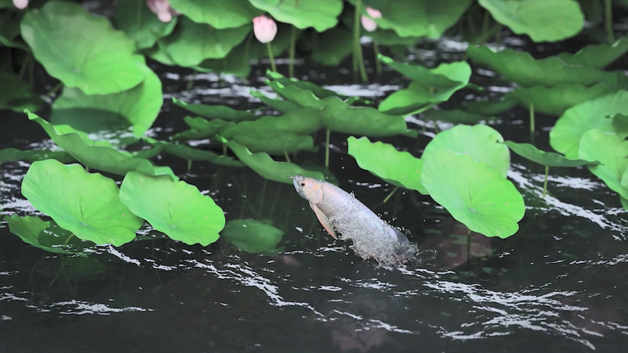 《飛吧! 龍魚》 是一部關(guān)于祥龍魚場(chǎng)的電影，’以祥龍魚場(chǎng)兩代人的故事真實(shí)改編 祥龍魚場(chǎng) 第2張