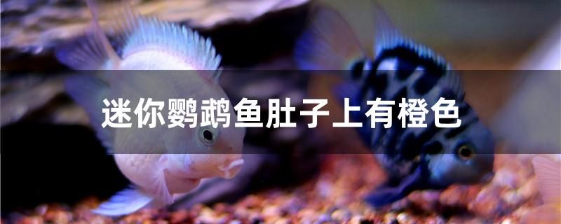 迷你鸚鵡魚肚子上有橙色怎么回事