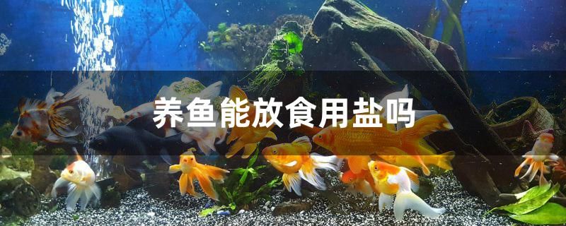 養(yǎng)魚能放食用鹽嗎 黃金達(dá)摩魚