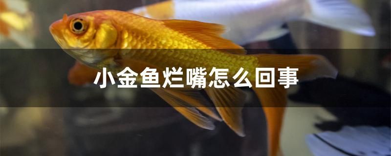 小金魚爛嘴怎么回事