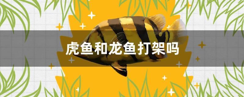 虎魚和龍魚打架嗎 古典過背金龍魚