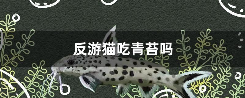 反游貓吃青苔嗎 虎紋銀版魚