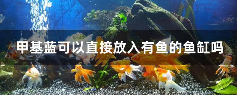 甲基藍可以直接放入有魚的魚缸嗎 夢幻雷龍魚