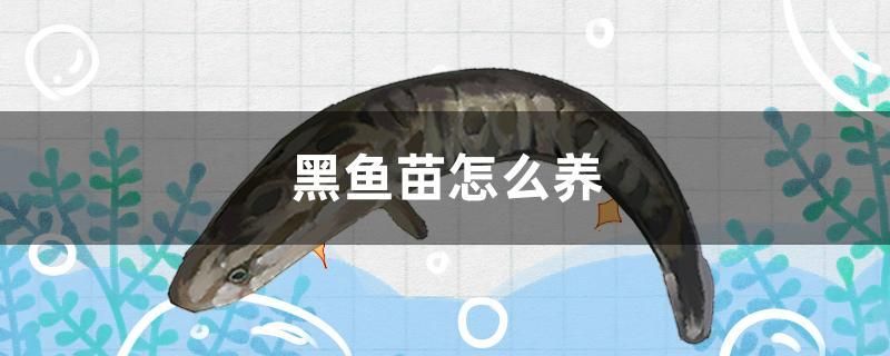 黑魚(yú)苗怎么養(yǎng) 純血皇冠黑白魟魚(yú)