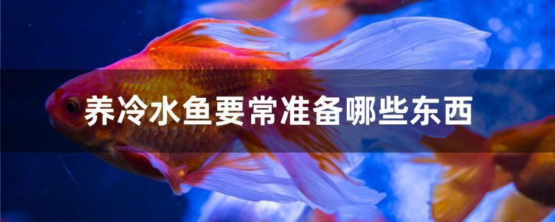 養(yǎng)冷水魚要常準備哪些東西 白子金龍魚