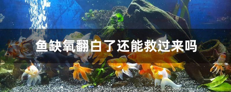 魚缺氧翻白了還能救過來嗎 泰國斗魚