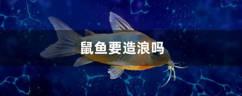 鼠魚要造浪嗎