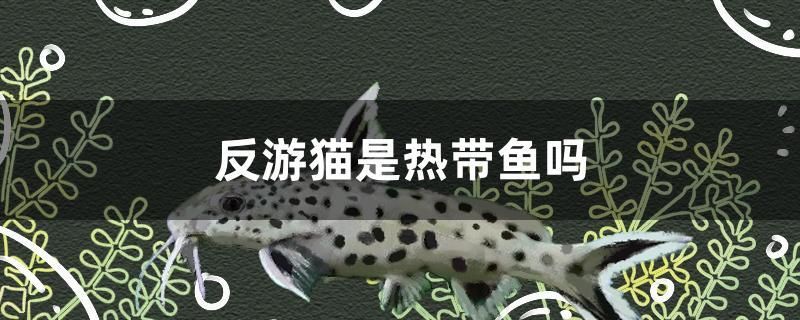 反游貓是熱帶魚(yú)嗎 狗頭魚(yú)