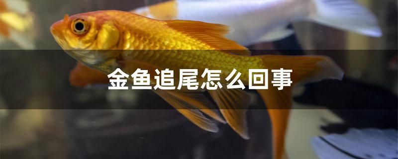 金魚追尾怎么回事 帝王三間魚