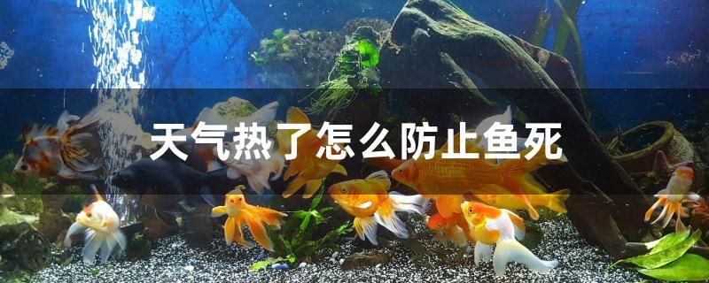 天氣熱了怎么防止魚死 三色錦鯉魚