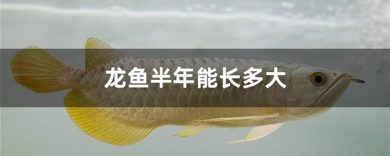 龍魚半年能長(zhǎng)多大