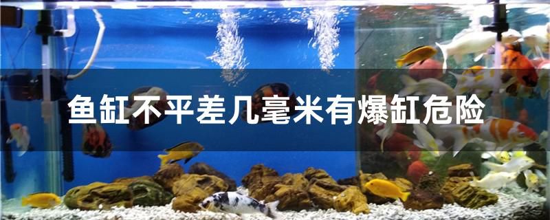 魚缸不平差幾毫米有爆缸危險 肺魚