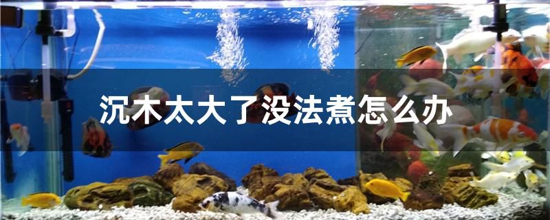 沉木太大了沒法煮怎么辦 申古銀版魚