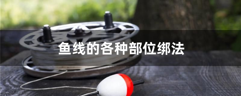 魚(yú)缸放在家里哪個(gè)位置風(fēng)水最好圖片解析視頻大全（ 魚(yú)缸應(yīng)擺放在家里哪個(gè)位置?） 電鰻