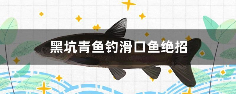 黑坑青魚釣滑口魚絕招