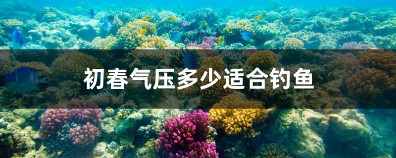 初春氣壓多少適合釣魚 黑帝王魟魚