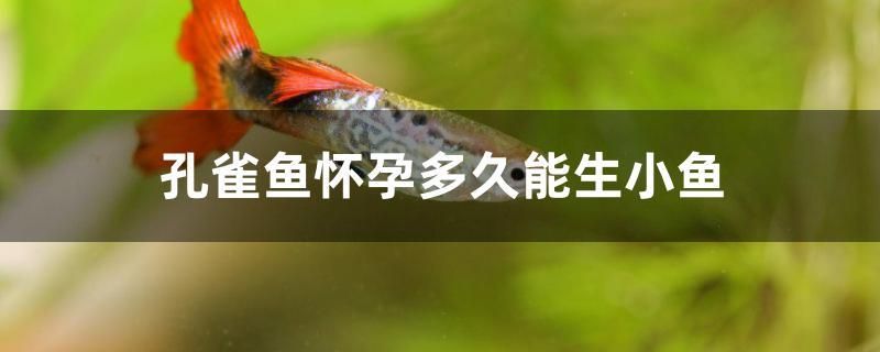 孔雀魚懷孕多久能生小魚 白子銀版魚