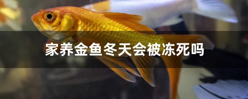 家養(yǎng)金魚(yú)冬天會(huì)被凍死嗎 白子銀龍苗（黃化銀龍苗）