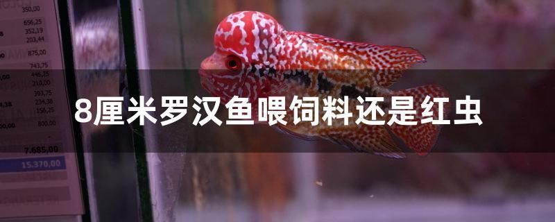 8厘米羅漢魚(yú)喂飼料還是紅蟲(chóng)