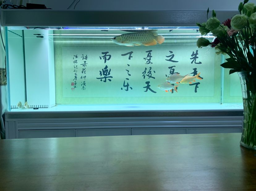 【小虎吃食也是彪呼呼的】 觀賞魚論壇 第3張