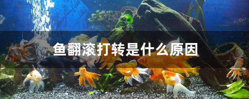 魚(yú)翻滾打轉(zhuǎn)是什么原因 紅龍專用魚(yú)糧飼料