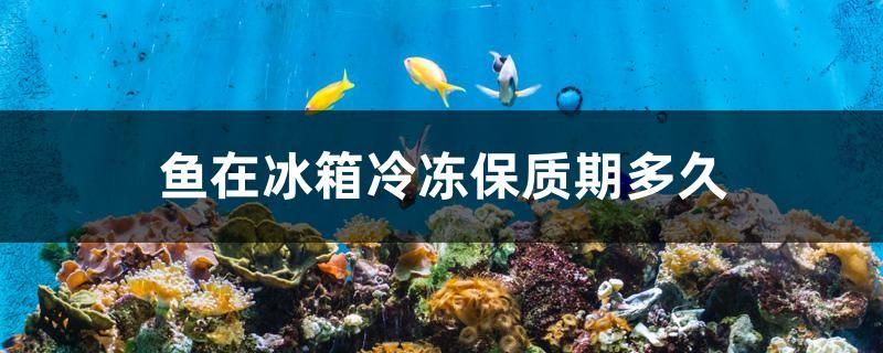 魚(yú)在冰箱冷凍保質(zhì)期多久