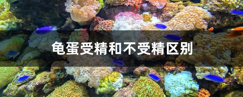 龜蛋受精和不受精區(qū)別 海水魚