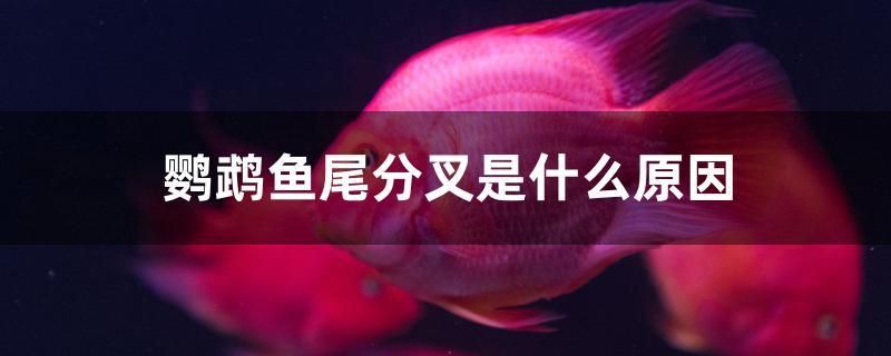 鸚鵡魚尾分叉是什么原因