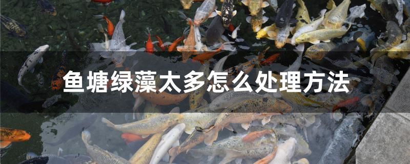 魚塘綠藻太多怎么處理方法 虎斑恐龍魚