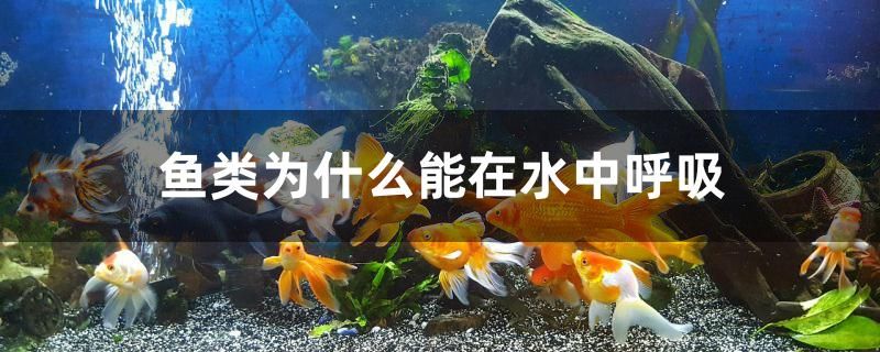 魚類為什么能在水中呼吸 魚缸水泵