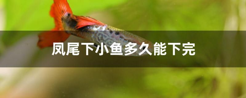 鳳尾下小魚(yú)多久能下完 白化火箭魚(yú)