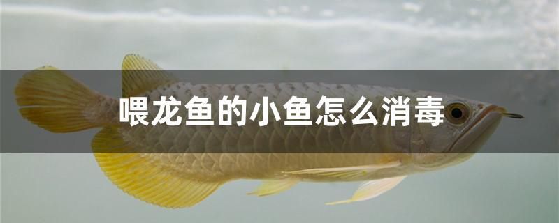 喂龍魚的小魚怎么消毒 金龍福龍魚