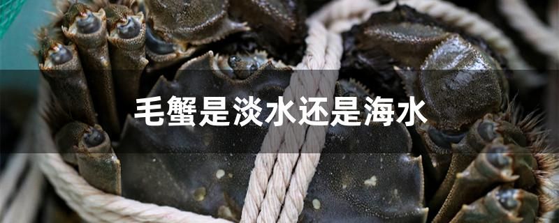 毛蟹是淡水蟹還是海水蟹