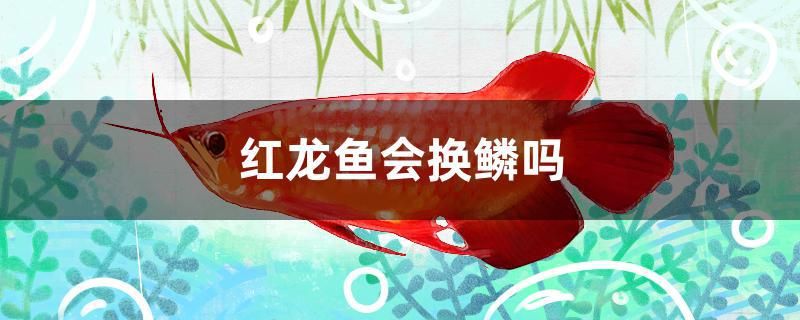 紅龍魚會換鱗嗎 祥龍水族濾材/器材