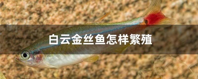 白云金絲魚怎樣繁殖 狗仔（招財(cái)貓)魚苗