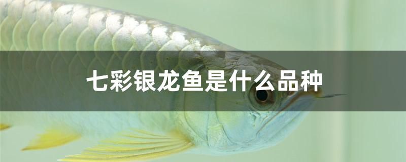 七彩銀龍魚是什么品種