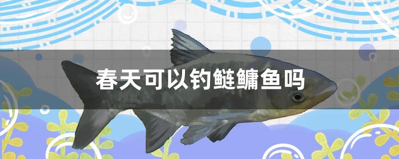 春天可以釣鰱鳙魚嗎