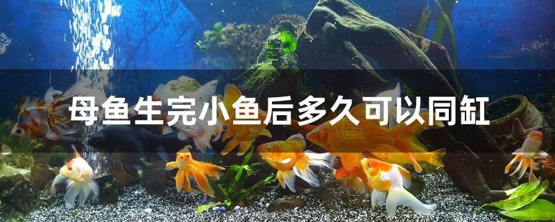 母魚生完小魚后多久可以同缸